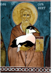 cuthbertus
