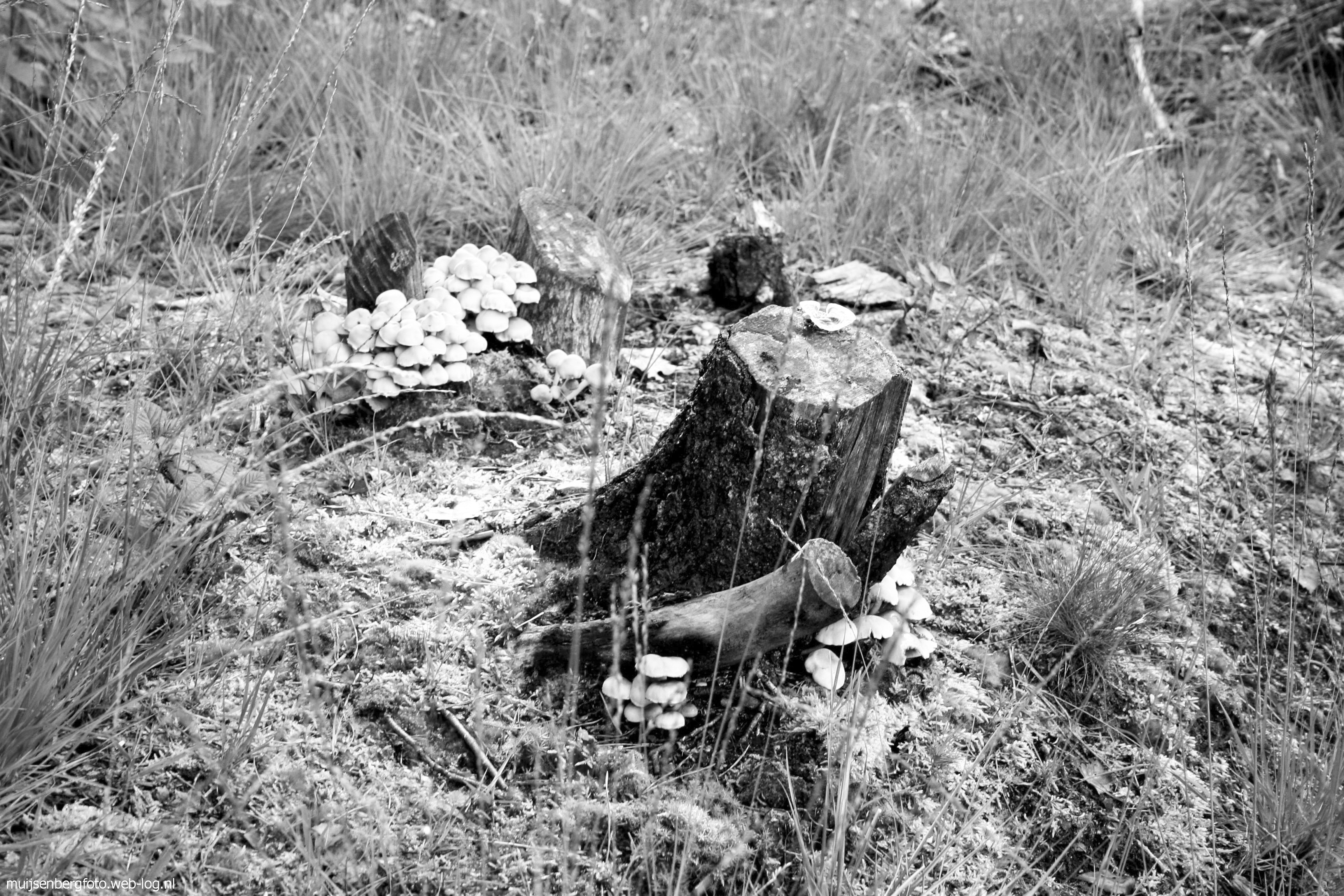 Haterse en Overasseltse Vennen 4