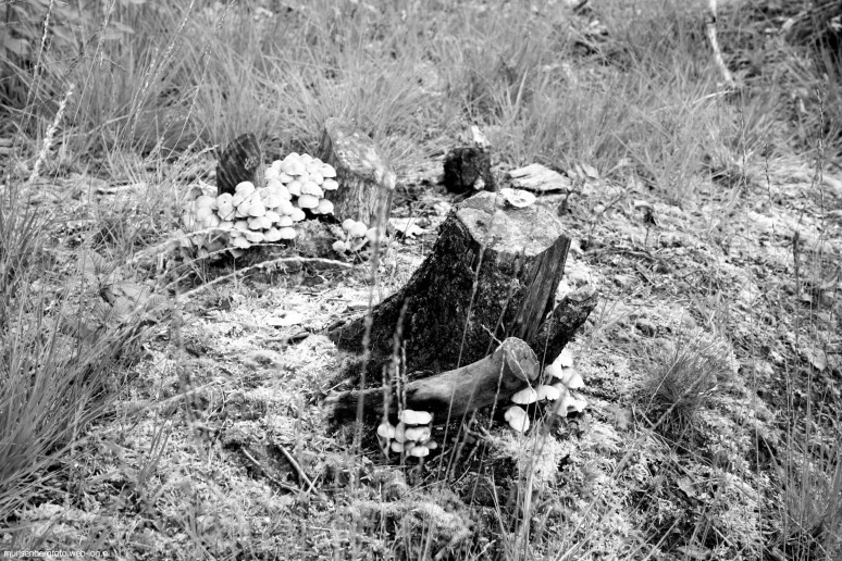 Haterse en Overasseltse Vennen 4