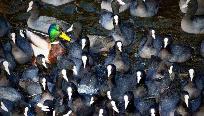 EEN VREEMDE EEND IN DE BIJT | MUIZENEST