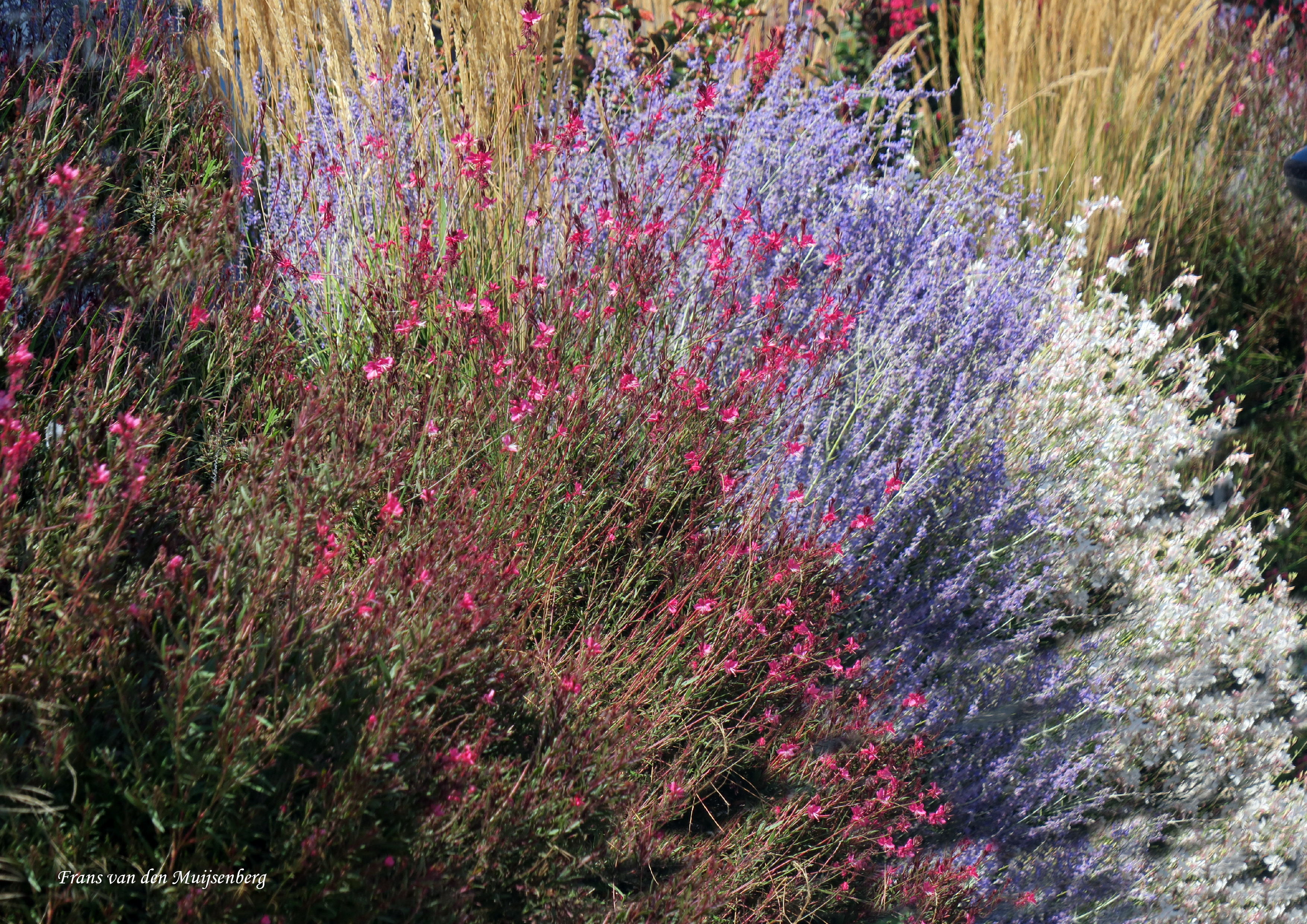 01 - 16 augustus Monet