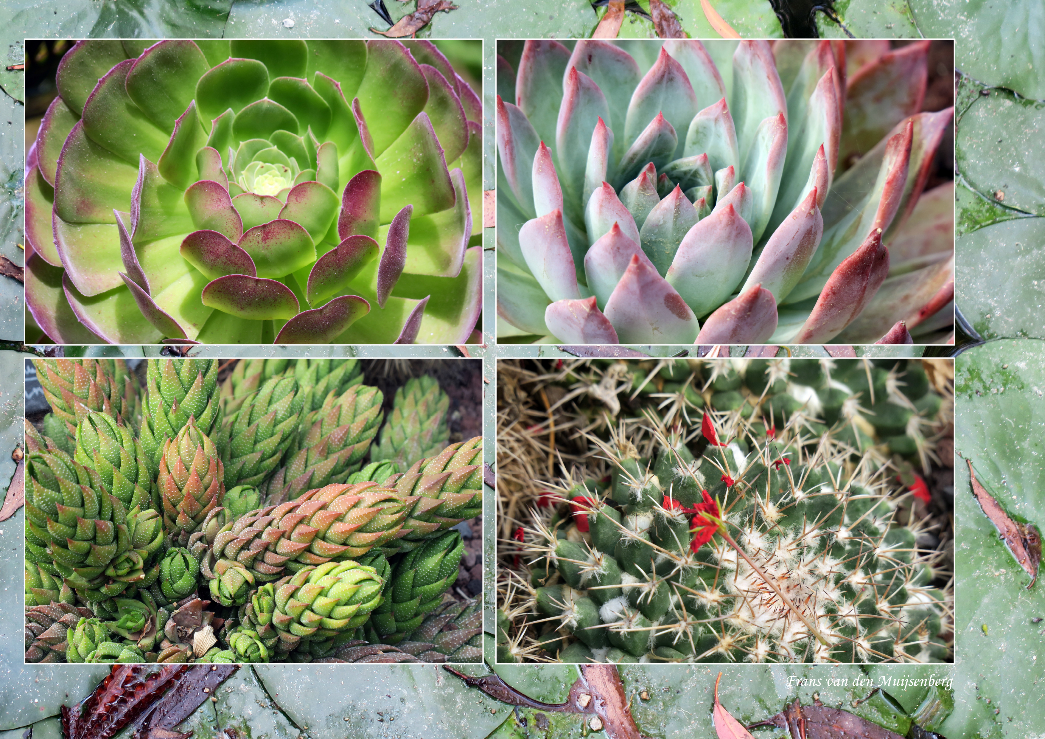 01 - 16 augustus Monet