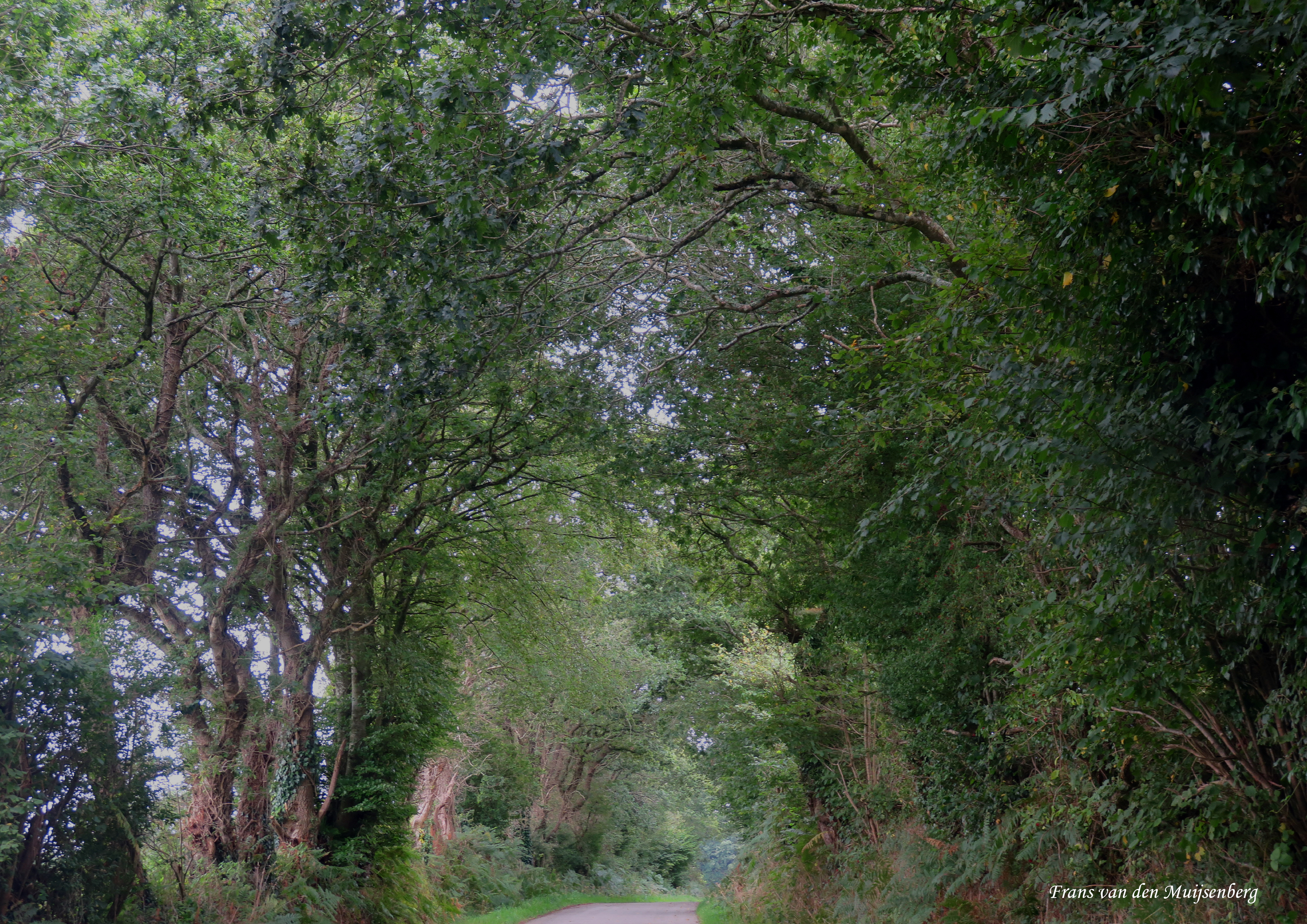 01 - 16 augustus Monet