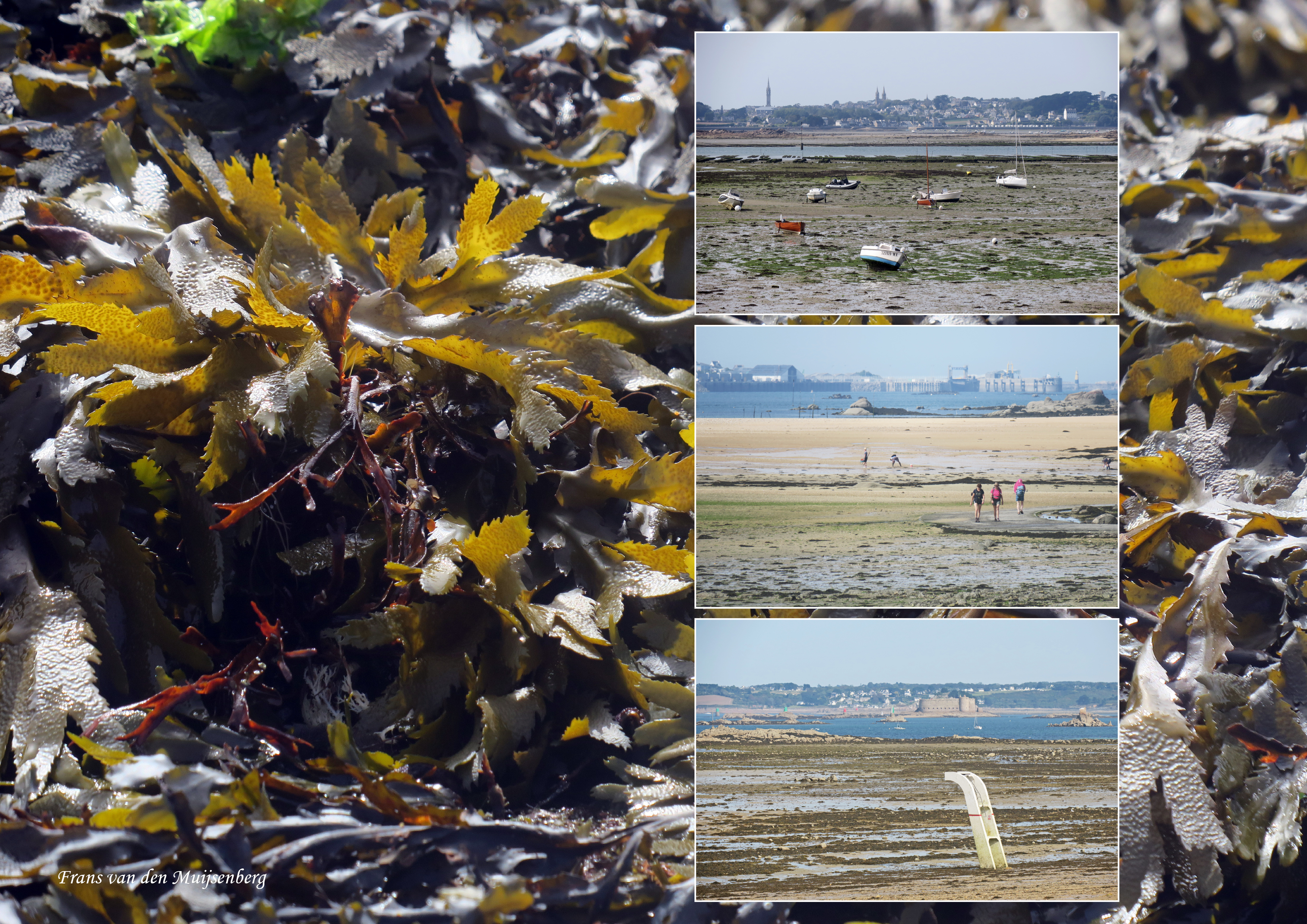 01 - 16 augustus Monet