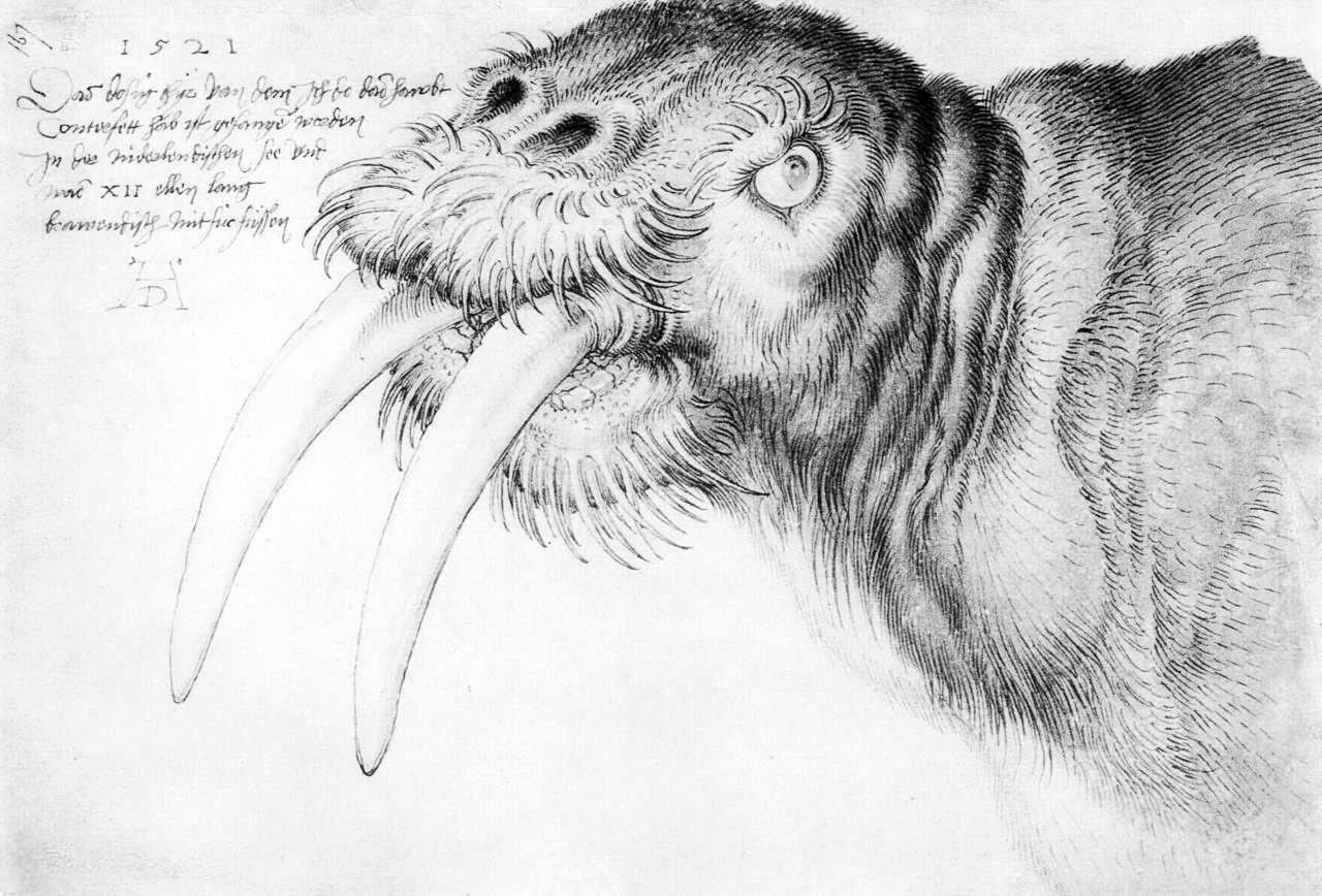 Albracht Dürer - Kop van een Walrus